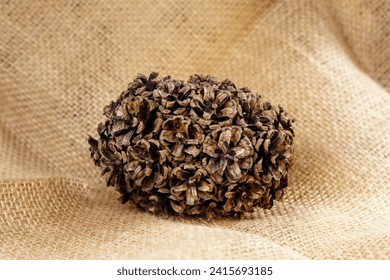 Hybrid pine cone ball. Many pine cones that have naturally grown together in one pile forming a solid ball, on sackcloth burlap background. - Powered by Shutterstock