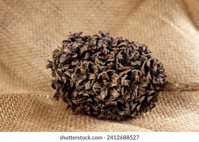 Hybrid pine cones like a Magnolia seeds. Many pine cones that have naturally grown together in one pile forming a solid ball, on sackcloth burlap background. - Powered by Shutterstock