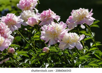 Hybrid Pink Peony Raspberry Sundae In Summer Garden. Spring Floral Background.