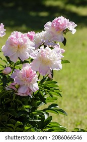 Hybrid Pink Peony Raspberry Sundae In Summer Garden. Spring Floral Background.