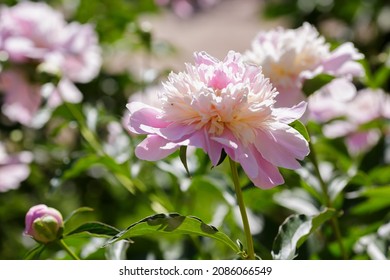 Hybrid Pink Peony Raspberry Sundae In Summer Garden. Spring Floral Background.