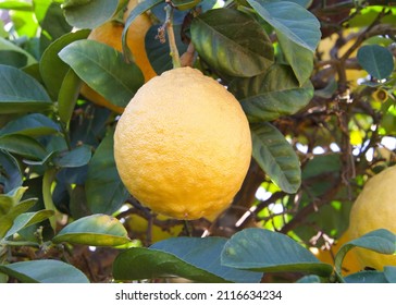 3,090 Rough Lemon Fruit Tree Images, Stock Photos & Vectors | Shutterstock