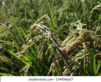 Hybrid rice production pakistan 2k19