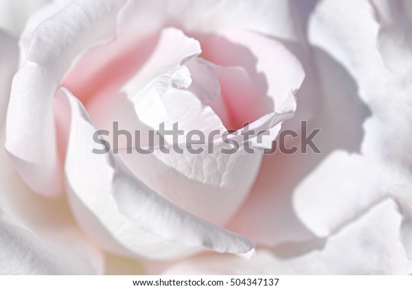 rose brides
