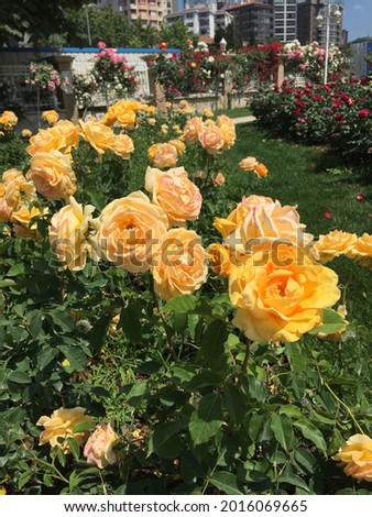 hybrid tea rose in garden . Turkish roses