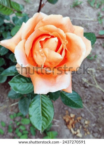 Hybrid tea rose variety Ruban rouge in the garden
