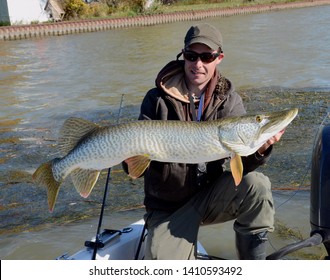 A hybrid tiger muskie fish being held horizontally on a boat by a smiling man kneeling on a boat on a freshwater river in autumn - Shutterstock ID 1410593492