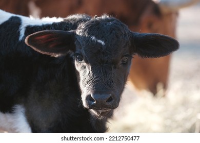 Hybrid Vigor Cow Concept With Black Face Of Cute Baby Calf On Cattle Farm.