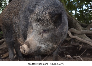 Hybrid Wild Boar Black Pig Calabria Stock Photo 1898755093 | Shutterstock