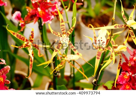 Hybrids Cambria. Beautiful orchid. Home decoration.