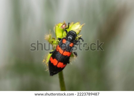 Hycleus is a genus of blister beetle belonging to the Meloidae family found in Africa and Asia. This particular beetle is probably Hycleus biundulatus sitting on an inflorescence.