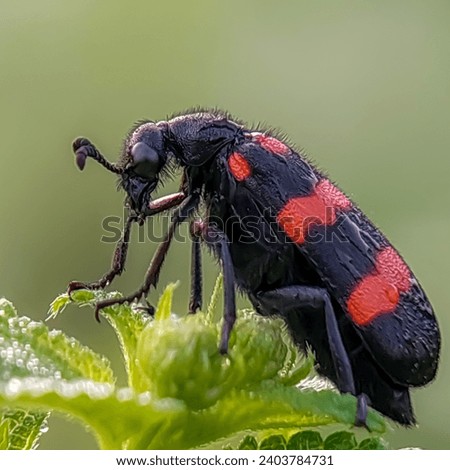 Hycleus is a genus of blister beetle belonging to the Meloidae family found in Africa and Asia. Has a characteristic black body with a red pattern