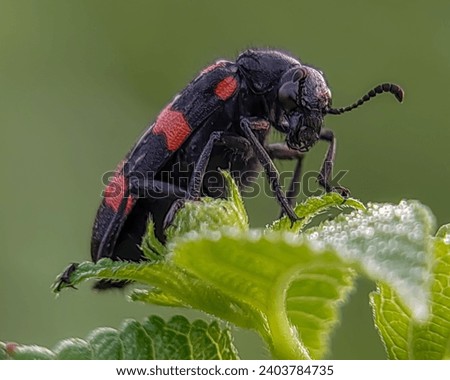 Hycleus is a genus of blister beetle belonging to the Meloidae family found in Africa and Asia. Has a characteristic black body with a red pattern