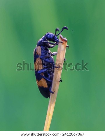 Hycleus is a genus of blister beetle belonging to the Meloidae family found in Africa and Asia. Has a characteristic black body with a red or orange pattern.