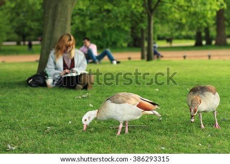 Hyde Park London. Girl reads a book in the park. Ducks walk in the park. Holidays. Studying outside.