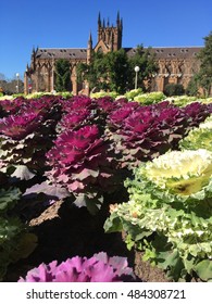 Hyde Park, Sydney Australia