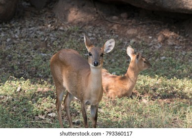 Hyderabad / India 28 December 2017 Four Horned Antelope Or Chousingha  At Nehru Zoological Park Zoo  Hyderabad  Telangana 