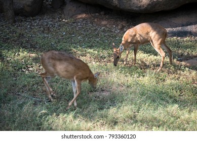 Hyderabad / India 28 December 2017 Four Horned Antelope Or Chousingha  At Nehru Zoological Park Zoo  Hyderabad  Telangana 