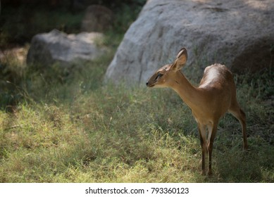 Hyderabad / India 28 December 2017 Four Horned Antelope Or Chousingha  At Nehru Zoological Park Zoo  Hyderabad  Telangana 