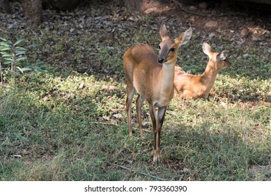 Hyderabad / India 28 December 2017 Four Horned Antelope Or Chousingha  At Nehru Zoological Park Zoo  Hyderabad  Telangana 