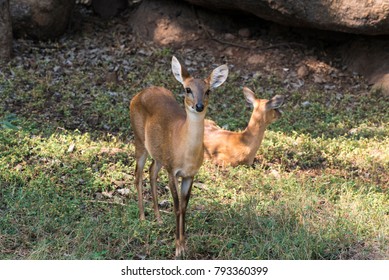 Hyderabad / India 28 December 2017 Four Horned Antelope Or Chousingha  At Nehru Zoological Park Zoo  Hyderabad  Telangana 