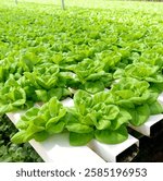 HydFresh Hydroponic Lettuce Growing in a Modern Indoor Farm Settingroponic collage