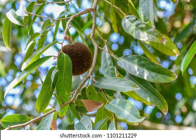 Hydnocarpus anthelminthicus (Chaulmoogra) ; The big fruit is spherical. The thick peel fruit is brown. covered by hairy brown velvet. Inside, there are a lot of black seeds packed together.