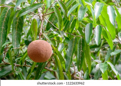 Hydnocarpus anthelminthicus (Chaulmoogra) ; The big fruit is spherical. The thick peel fruit is brown. covered by hairy brown velvet. Inside, there are a lot of black seeds packed together.
