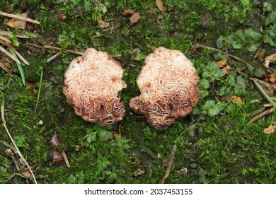 Hydnotrya Tulasnei Is A Species Of Fungus Belonging To The Family Discinaceae. Rare Mushroom, Fungi, Ascomycota, Pezizomycetes, Pezizales.