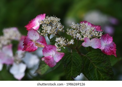 Hydorangea serrata ornamental flowers. Hydrangeaceae deciduous shrub. - Shutterstock ID 1986269126