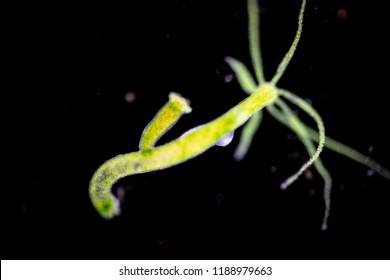Hydra ist eine Gattung von kleinen Süßwassertieren der Phylkaribik und der Klasse Hydrozoa unter dem Mikroskop für Bildung.
