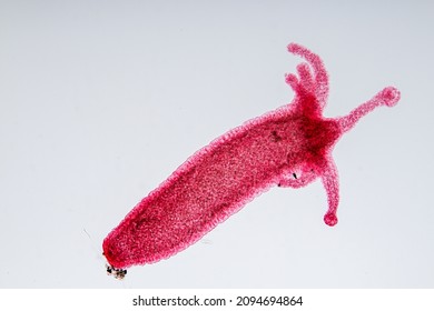 hydra cnidaria slide