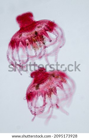 Hydra is a genus of small, fresh-water animals of the phylum Cnidaria and class Hydrozoa under the microscope for education.
