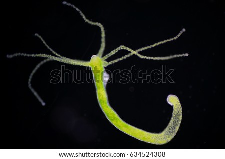 Hydra is a genus of small, fresh-water animals of the phylum Cnidaria and class Hydrozoa. Stock fotó © 