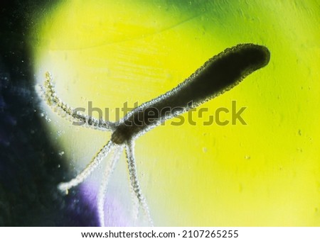 Hydra vulgaris on darkfield under a light microscope, freshwater hydra taken from the pond Stock fotó © 