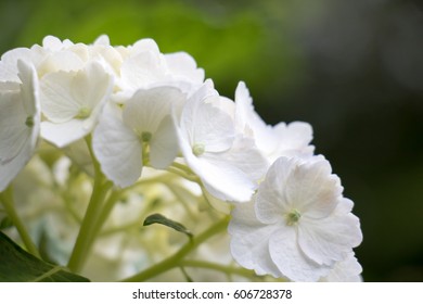 Hydrangea 