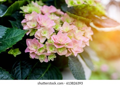 Hydrangea 