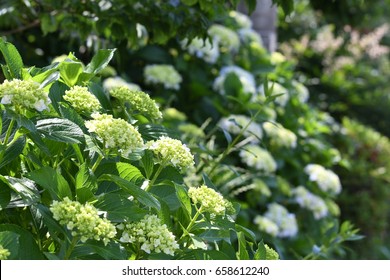 hydrangea
