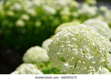 hydrangea