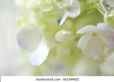 hydrangea