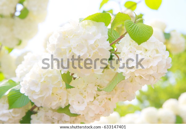 Hydrangea Ajisai Ashikaga Flower Park Japan Stock Photo Edit Now