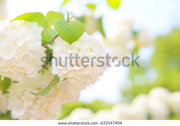 Hydrangea Ajisai Ashikaga Flower Park Japan Stock Photo Edit Now Hydrangea Ajisai Ashikaga Flower Park Japan Stock Photo Edit Now