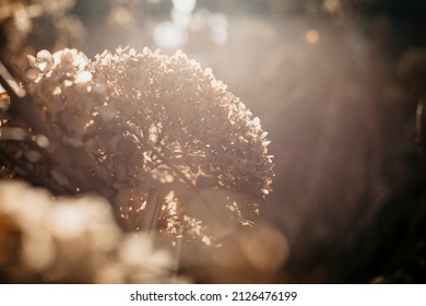 Hydrangea Arborescence In A Sun Lights In A Garden. Dried Hortensia In Springtime. 