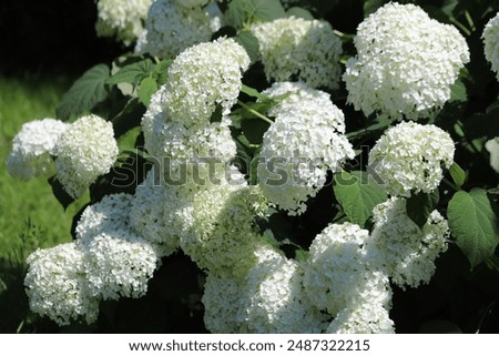 Similar – Image, Stock Photo hydrangea Hydrangea