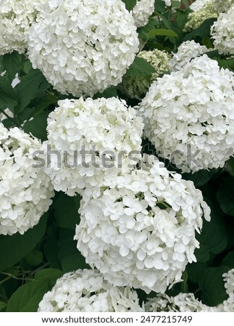 Hydrangea arborescens - white Hydrangea in full bloom