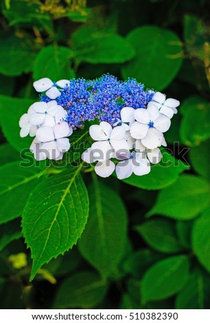 Similar – Foto Bild Zarte Blüten der Hortensie