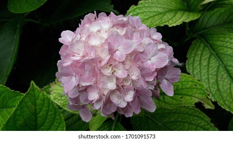 Hydrangea, beatiful pink multiple flower hith  its leaves