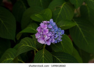 Hydrangea Bloom In Ankeny, Iowa.