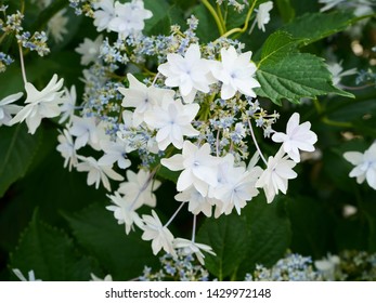 Hydrangea is blooming in June