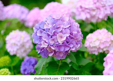 Hydrangea blooming in the park - Powered by Shutterstock